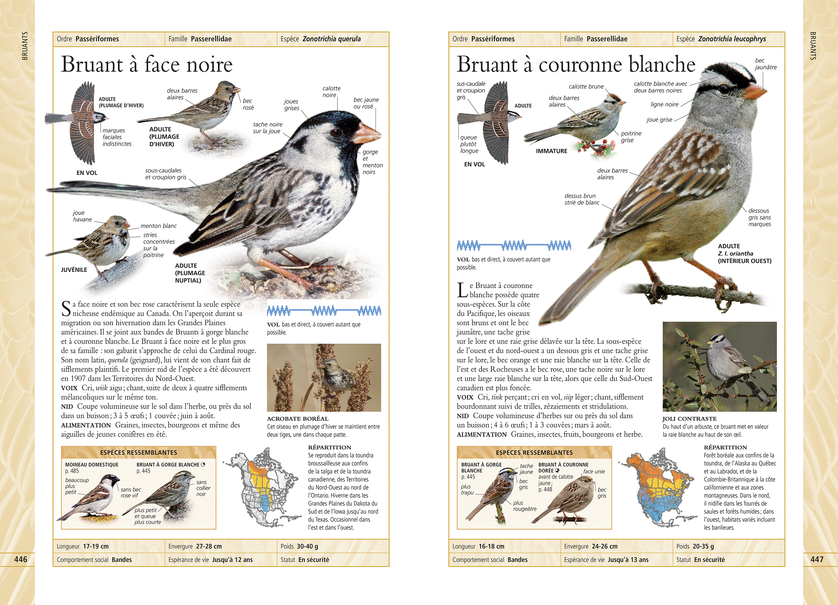 Oiseaux Du Québec Et Du Canada