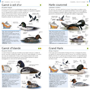 Guide De Poche Oiseaux Du Québec Et Du Canada - Modus Vivendi